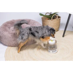 Beeztees Brain Game Delicious 9 Beeztees Brain Game Delicious -KONG Verkoopwinkel beeztees brain game delicious 221762 2000 none