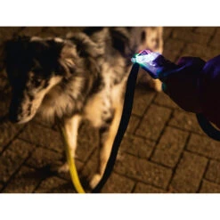 Beeztees Safety Gear Parinca Premium Hondenriem -KONG Verkoopwinkel beeztees safety gear parinca premium hondenriem 215036 2000 none