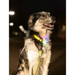 Beeztees Safety Gear Parinca Premium Hondenriem -KONG Verkoopwinkel beeztees safety gear parinca premium hondenriem 215039 2000 none