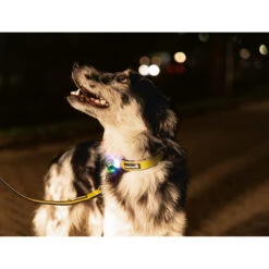 Beeztees Safety Gear Parinca Premium Hondenriem -KONG Verkoopwinkel beeztees safety gear parinca premium hondenriem 215048 2000 none