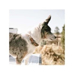 Carhartt Journeyman Collar -KONG Verkoopwinkel carhartt journeyman collar 187309 1000 none