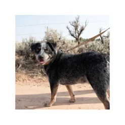 Carhartt Journeyman Leash -KONG Verkoopwinkel carhartt journeyman leash 187047 1000 none