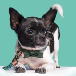 DWAM Halsband Bowie -KONG Verkoopwinkel dwam bowie halsband 186562 1000 none