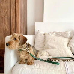 DWAM Hondenriem Ivy -KONG Verkoopwinkel dwam hondenriem ivy 180700 1000 none