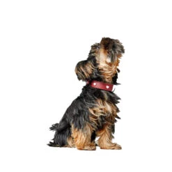 Hunter Collar Love 28 Hunter Collar Love -KONG Verkoopwinkel hunter collar love 223471 1000 none