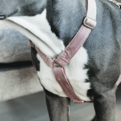 Kentucky Dogwear Hondenharnas Velvet Loop -KONG Verkoopwinkel kentucky dogwear hondenharnas velvet loop 219284 0500 none