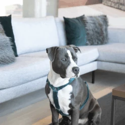 Kentucky Dogwear Hondenharnas Velvet Loop -KONG Verkoopwinkel kentucky dogwear hondenharnas velvet loop 219293 0500 none