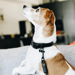 Kentucky Dogwear Soft Rubber Hondenhalsband -KONG Verkoopwinkel kentucky dogwear soft rubber hondenhalsband 219264 0500 none