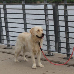 KONG Rope Leash - Zwart -KONG Verkoopwinkel kong rope leash 194549 1000 none