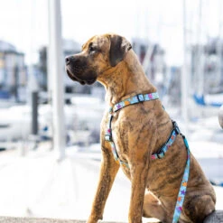 Max & Molly H-Hondenharnas - Blue Ocean -KONG Verkoopwinkel max molly h hondenharnas blue ocean 221604 2000 none