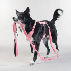 PAIKKA Visibility Leash -KONG Verkoopwinkel paikka visibility leash 217818 2000 none