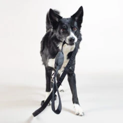 PAIKKA Visibility Leash -KONG Verkoopwinkel paikka visibility leash 217819 2000 none