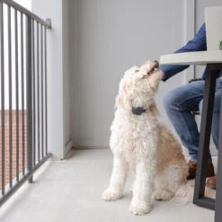 PetSafe Anti-Blafhalsband 9 PetSafe Anti-Blafhalsband -KONG Verkoopwinkel petsafe anti blafhalsband 208109 0500 none