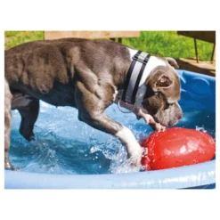 Jolly Egg -KONG Verkoopwinkel product jolly egg none 4 1496839894 86968