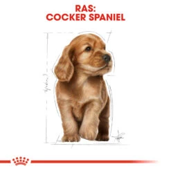Royal Canin Cocker Puppy - Hondenvoer -KONG Verkoopwinkel royal canin cocker puppy hondenvoer 138232 1000 none