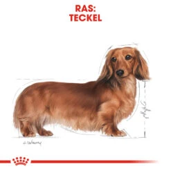 Royal Canin Dachshund Adult - Hondenvoer -KONG Verkoopwinkel royal canin dachshund adult hondenvoer 138265 1000 none