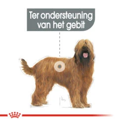 Royal Canin Maxi Dental Care - Hondenvoer -KONG Verkoopwinkel royal canin dental care maxi hondenvoer 130868 1000 none