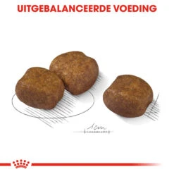 Royal Canin Maxi Dental Care - Hondenvoer -KONG Verkoopwinkel royal canin dental care maxi hondenvoer 130886 1000 none
