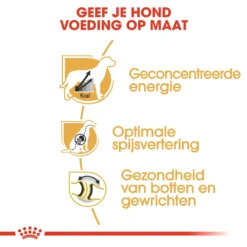 Royal Canin Great Dane Adult - Hondenvoer 11 Royal Canin Great Dane Adult - Hondenvoer -KONG Verkoopwinkel royal canin great dane adult hondenvoer 139018 1000 none