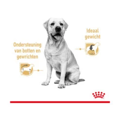 Royal Canin Labrador Retriever Adult Wet 11 Royal Canin Labrador Retriever Adult Wet -KONG Verkoopwinkel royal canin labrador retriever adult wet 165781 2000 none