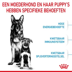 Royal Canin Maxi Starter Mother & Babydog - Hondenvoer -KONG Verkoopwinkel royal canin maxi starter mother babydog hondenvoer 206858 2000 none