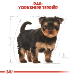 Royal Canin Yorkshire Terrier Puppy - Hondenvoer -KONG Verkoopwinkel royal canin yorkshire terrier puppy hondenvoer 140810 1000 none