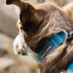 Ruffwear Hi & Light Collar -KONG Verkoopwinkel ruffwear hi light collar 194261 1000 none