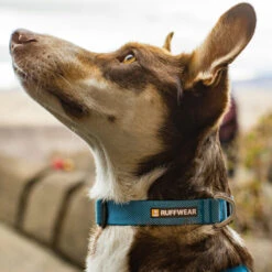 Ruffwear Hi & Light Collar -KONG Verkoopwinkel ruffwear hi light collar 194264 1000 none