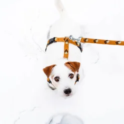 Woolly Wolf Sea To Summit Hondenriem 7 Woolly Wolf Sea To Summit Hondenriem -KONG Verkoopwinkel woolly wolf sea to summit hondenriem 194837 1000 none