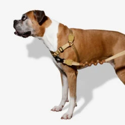 Zee.Dog Soft Walk Harness -KONG Verkoopwinkel zeedog soft walk harness 200678 1000 none