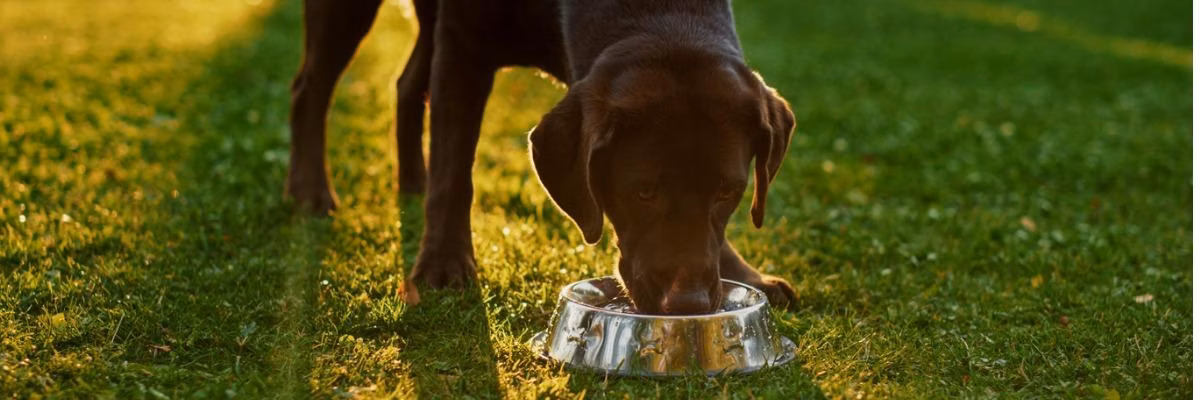 KONG Verkoopwinkel -KONG Verkoopwinkel